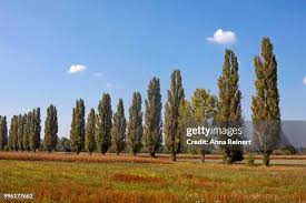 Attēlu rezultāti vaicājumam “Populus nigra Italica”