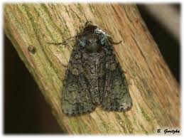 Attēlu rezultāti vaicājumam “Craniophora ligustri”