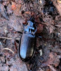 Attēlu rezultāti vaicājumam “Nebria livida”