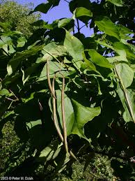 Attēlu rezultāti vaicājumam “Catalpa ovata fruit”