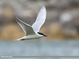 Image result for Gelochelidon nilotica