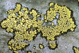 Attēlu rezultāti vaicājumam “Rhizocarpon geographicum”