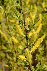 Attēlu rezultāti vaicājumam “Salix triandra leaf”