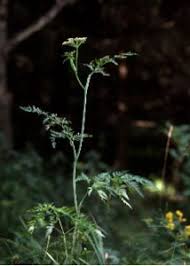 Attēlu rezultāti vaicājumam “Conioselinum tataricum”