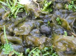 Attēlu rezultāti vaicājumam “Nostoc commune macro”