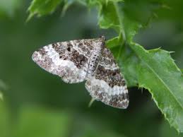 Attēlu rezultāti vaicājumam “Epirrhoe alternata”