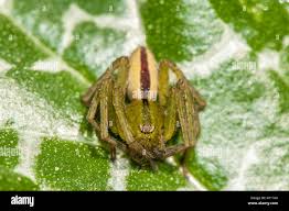 Attēlu rezultāti vaicājumam “Micrommata virescens”