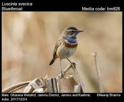 Attēlu rezultāti vaicājumam “Luscinia svecica”