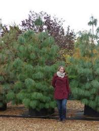 Attēlu rezultāti vaicājumam “Pinus”