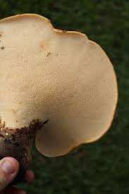 Attēlu rezultāti vaicājumam “Polyporus squamosus”