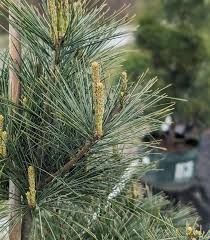 Attēlu rezultāti vaicājumam “Pinus strobus”