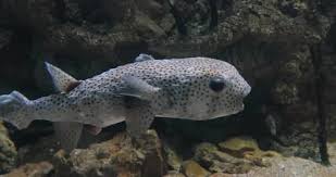 Image result for Diodon hystrix