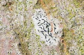 Attēlu rezultāti vaicājumam “Graphis scripta”