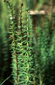 Attēlu rezultāti vaicājumam “Hippuridaceae”