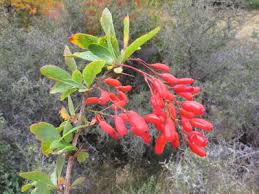 Attēlu rezultāti vaicājumam “Berberis vulgaris flower”