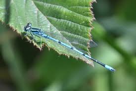 Attēlu rezultāti vaicājumam “Coenagrion puella”