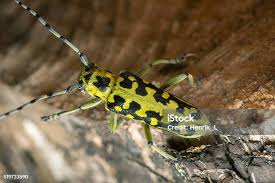 Attēlu rezultāti vaicājumam “Saperda scalaris”