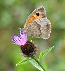 Attēlu rezultāti vaicājumam “Maniola jurtina female”