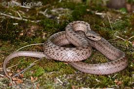 Attēlu rezultāti vaicājumam “Coronella austriaca adult”