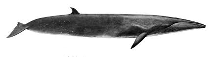 Image result for Balaenoptera borealis