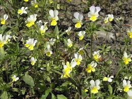 Attēlu rezultāti vaicājumam “Viola tricolor subsp. matutina”