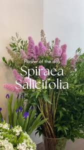 Attēlu rezultāti vaicājumam “Spiraea salicifolia flower”