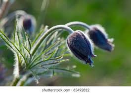 Attēlu rezultāti vaicājumam “Pulsatilla patens bud”