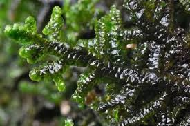 Attēlu rezultāti vaicājumam “Jungermannia subulata”