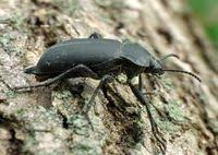 Attēlu rezultāti vaicājumam “Blaps mortisaga”