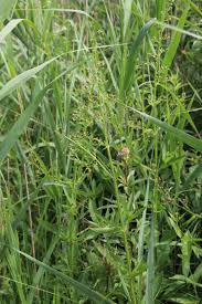 Attēlu rezultāti vaicājumam “Scrophularia umbrosa”