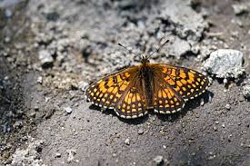 Attēlu rezultāti vaicājumam “Mellicta athalia underside”