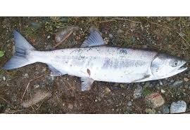 Image result for Oncorhynchus keta