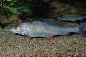 Image result for Thymallus thymallus