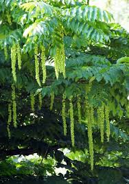 Attēlu rezultāti vaicājumam “Pterocarya fraxinifolia flower”