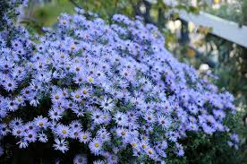 Image result for Aster novi-belgii