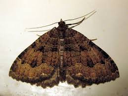 Attēlu rezultāti vaicājumam “Triphosa dubitata”