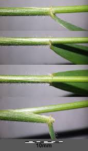 Attēlu rezultāti vaicājumam “Hordelymus europaeus leaf”