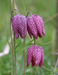 Attēlu rezultāti vaicājumam “Liceaceae”