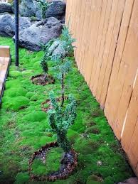 Attēlu rezultāti vaicājumam “Bryum caespiticium”