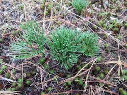 Attēlu rezultāti vaicājumam “Diphasiastrum tristachyum”