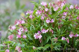 Attēlu rezultāti vaicājumam “Lathyrus vernus”