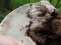 Attēlu rezultāti vaicājumam “Sporophagomyces chrysostomus”