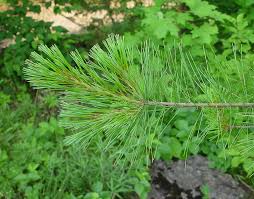 Attēlu rezultāti vaicājumam “Pinus strobus fruit”