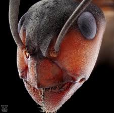 Attēlu rezultāti vaicājumam “Formica rufa”