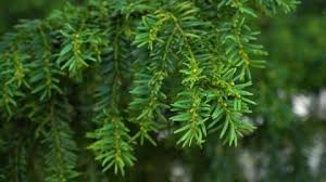 Attēlu rezultāti vaicājumam “Taxus baccata bud”