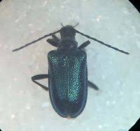 Attēlu rezultāti vaicājumam “Gaurotes virginea”