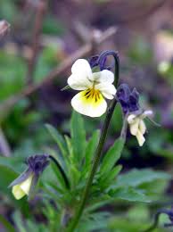 Attēlu rezultāti vaicājumam “Viola arvensis leaf”