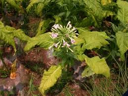 Attēlu rezultāti vaicājumam “Nicotiana tabacum flower”