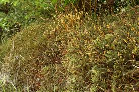 Attēlu rezultāti vaicājumam “Polytrichum commune var. perigoniale”
