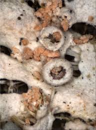 Attēlu rezultāti vaicājumam “Erythricium aurantiacum”